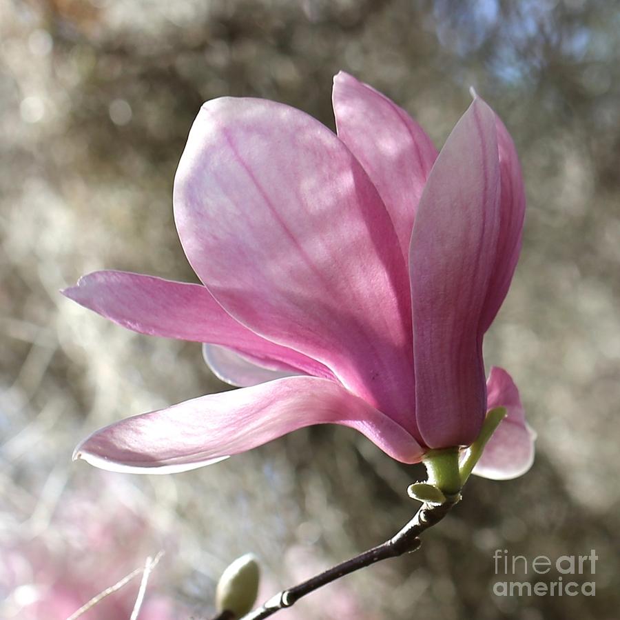 One Pretty Pink Magnolia Square Photograph by Carol Groenen | Fine Art ...