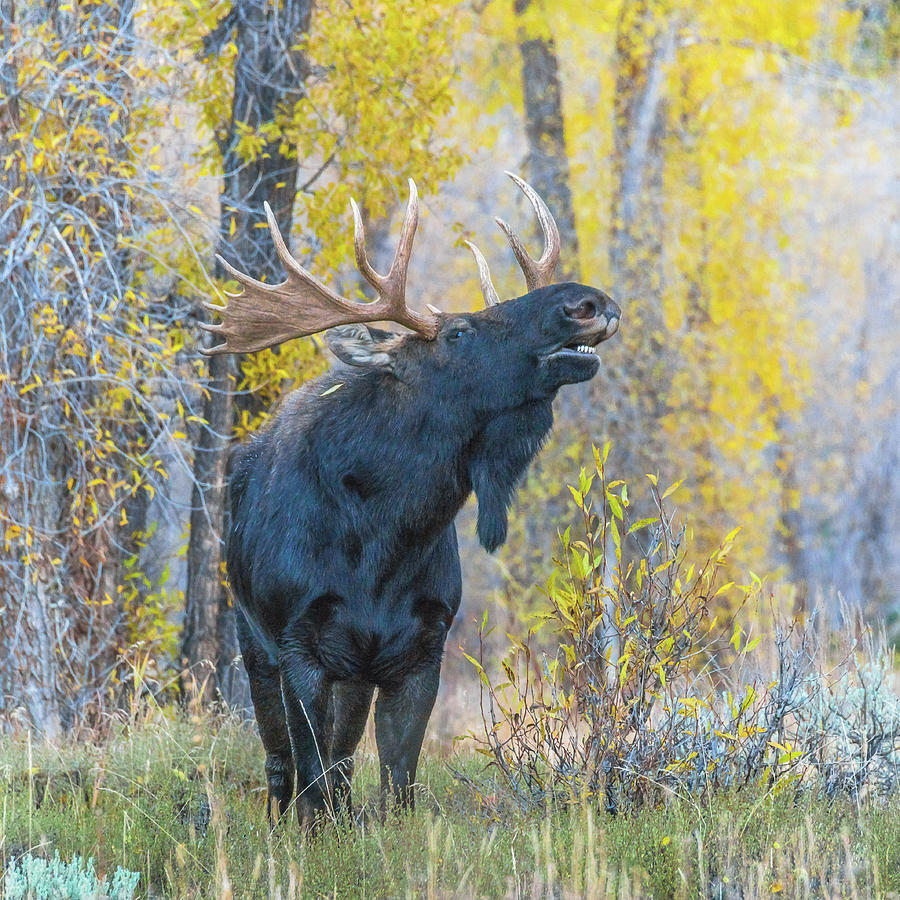One Proud Bull Moose Photograph by Yeates Photography