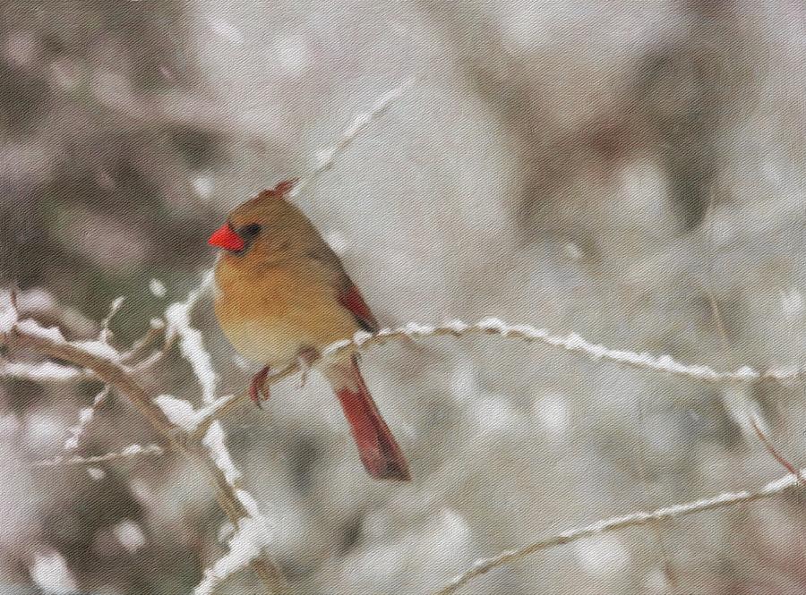 Cardinal Photograph - One Quiet Snowy Morning by Diane Lindon Coy