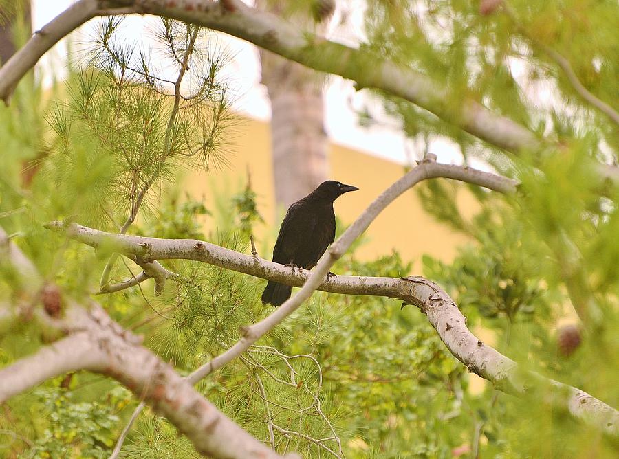 One Raven In Pine Tree Photograph by Linda Brody