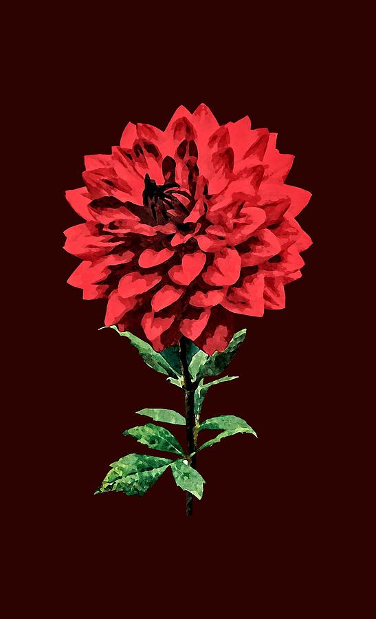 One Red Dahlia Photograph by Susan Savad
