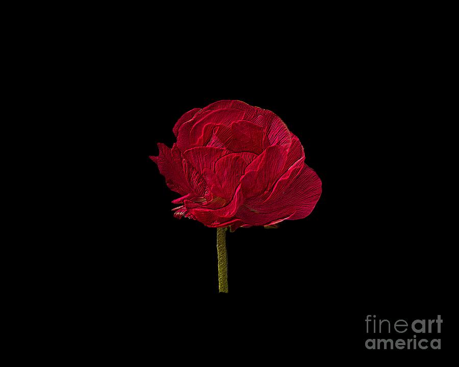 One Red Flower Tee Shirt Photograph by Donna Brown