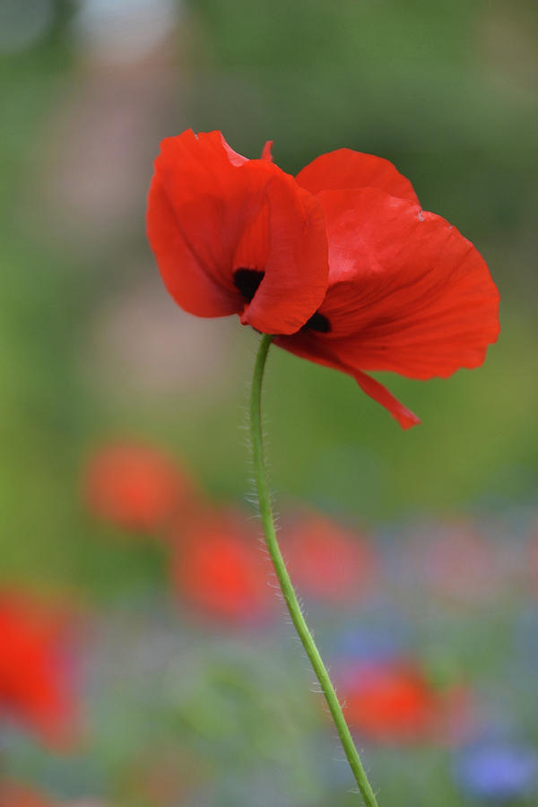 One Red Poppy Photograph By Karen Chatham