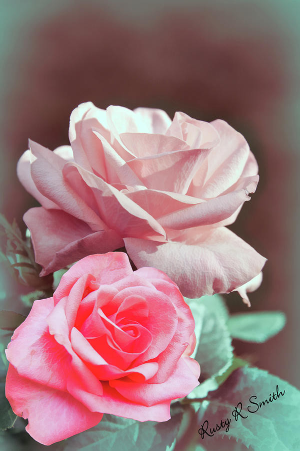 One Red rose and one Pink rose.. Digital Art by Rusty R Smith | Fine ...