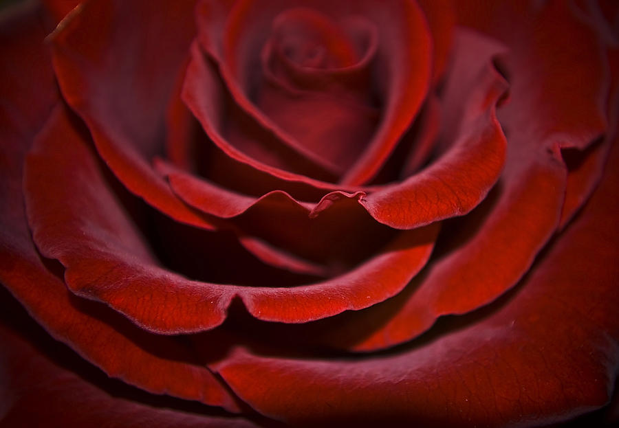 One Red Rose Photograph