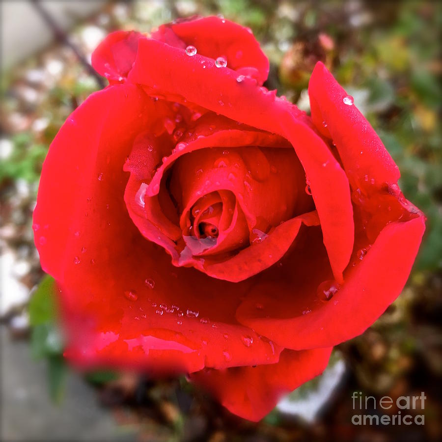 One red rose Photograph by Wonju Hulse