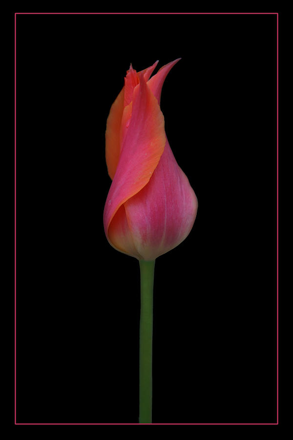 One Red Tulip Photograph by Nikolyn McDonald