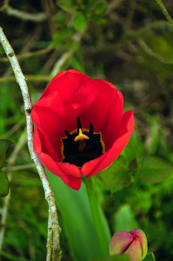 One Red Tulip Photograph by Tikvahs Hope