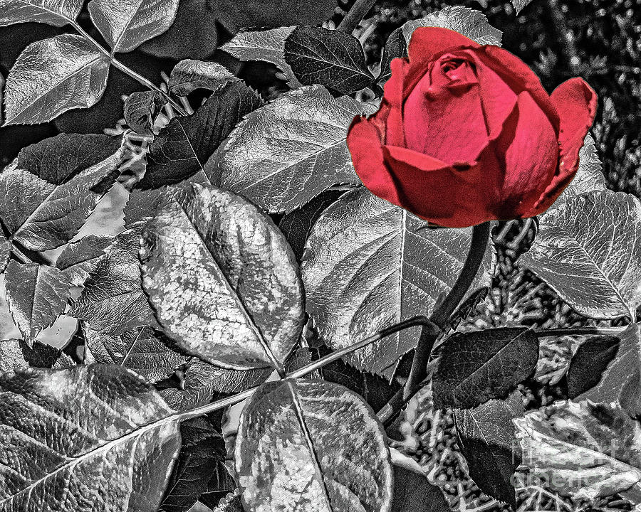 One Rose Photograph by Dawn Gari
