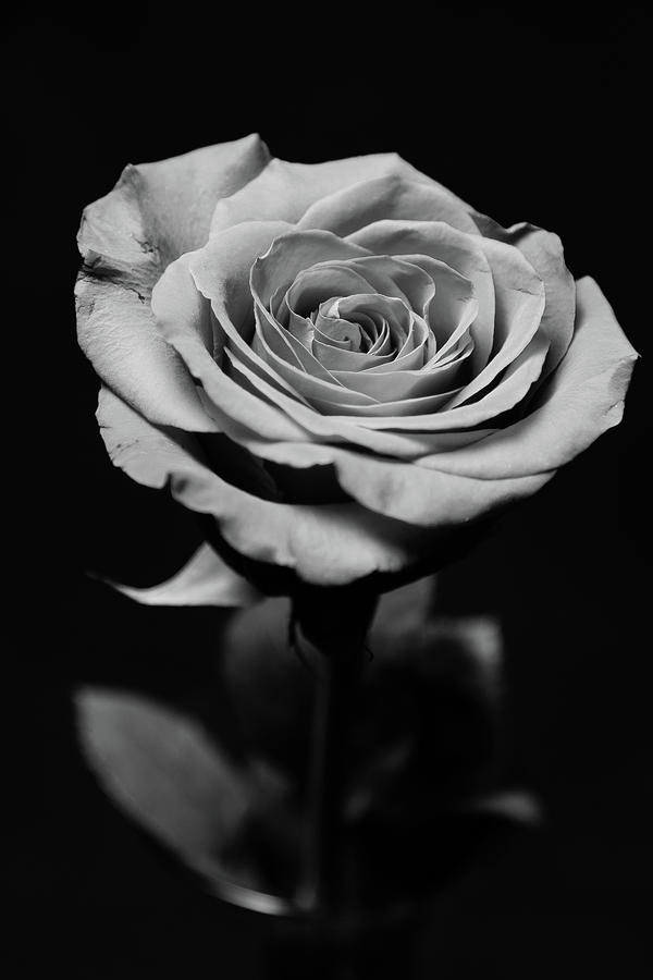 One Rose in Monochrome Photograph by SR Green