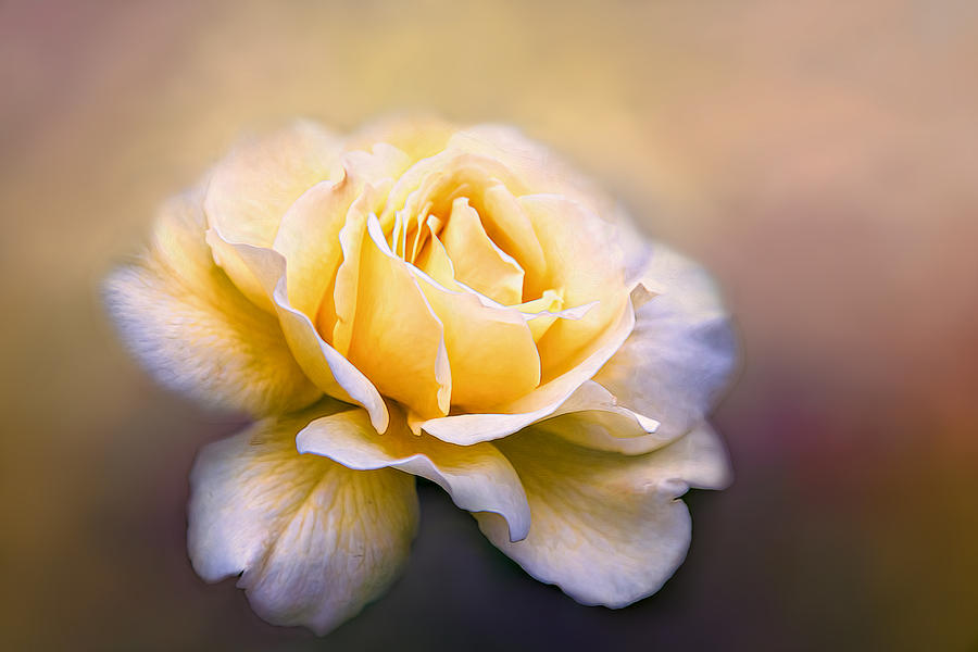 Single Rose Photograph by Maria Coulson
