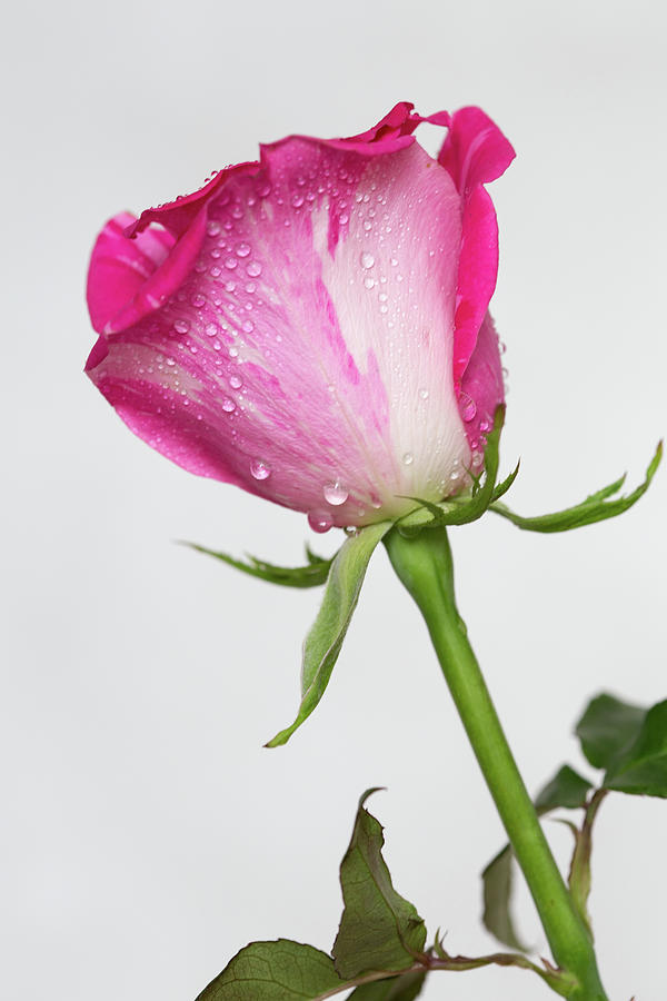 One Rose With Water Drops Photograph