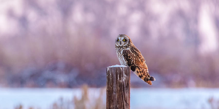 One Shorty Winter In Idaho Photograph by Yeates Photography