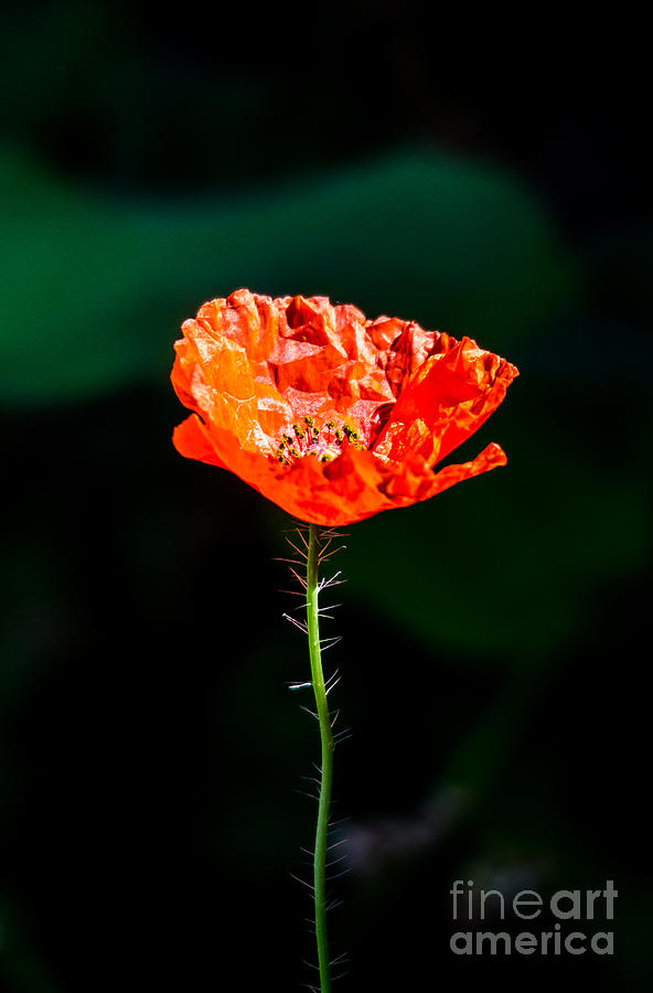 One Single Poppy Photograph by Cheryl Baxter