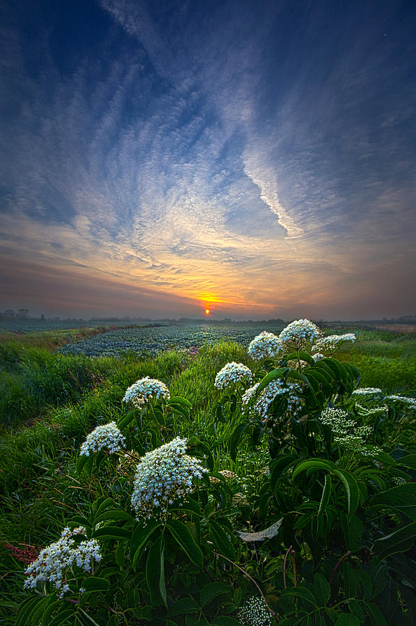 Flower Photograph - One Small Step by Phil Koch