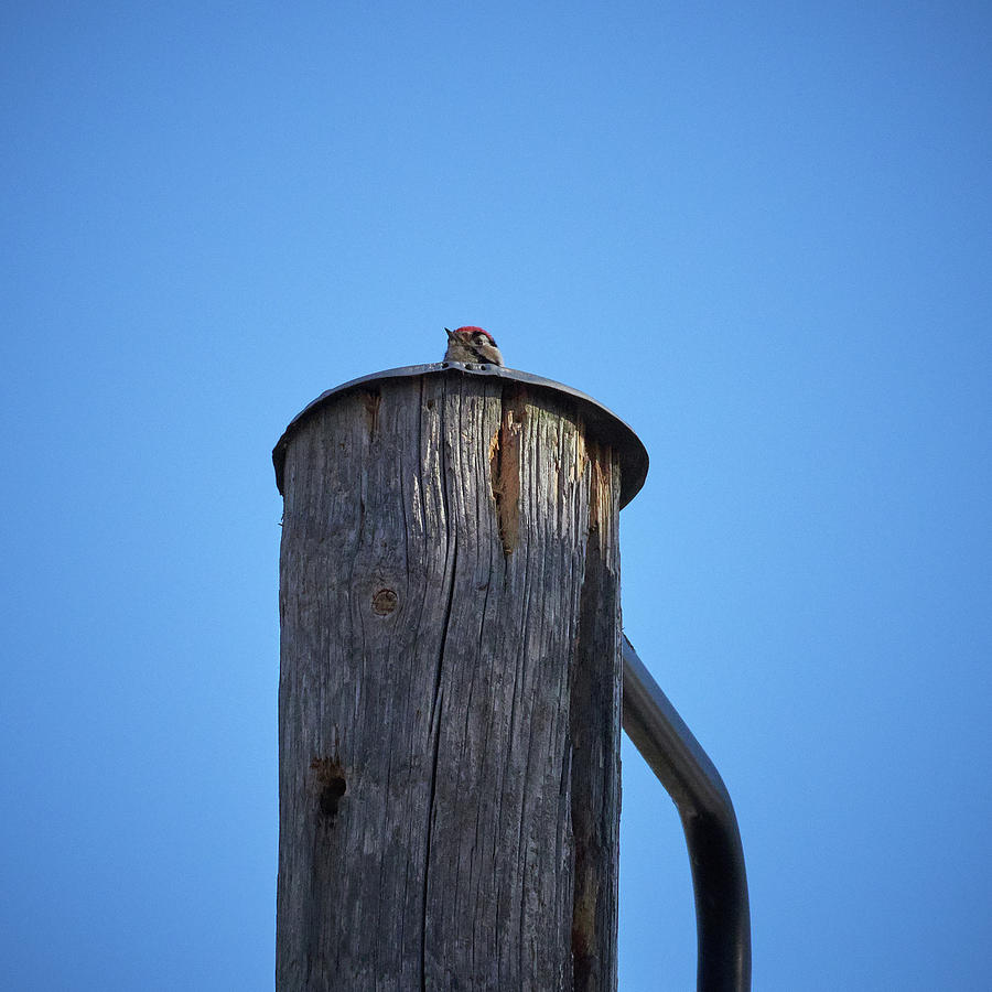 One Small Stylite Photograph