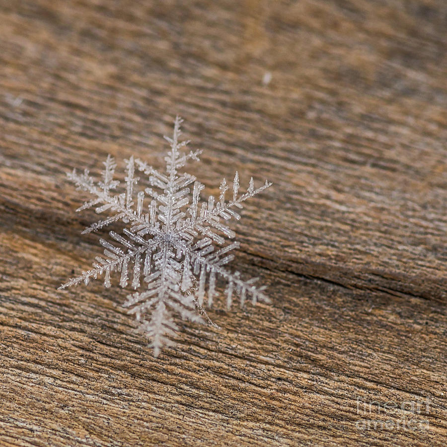 One Snowflake Photograph by Ana V Ramirez
