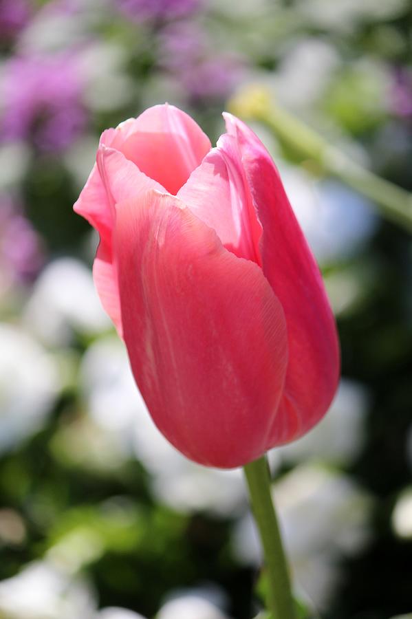 One Soft Pink Tulip Photograph by Cynthia Guinn