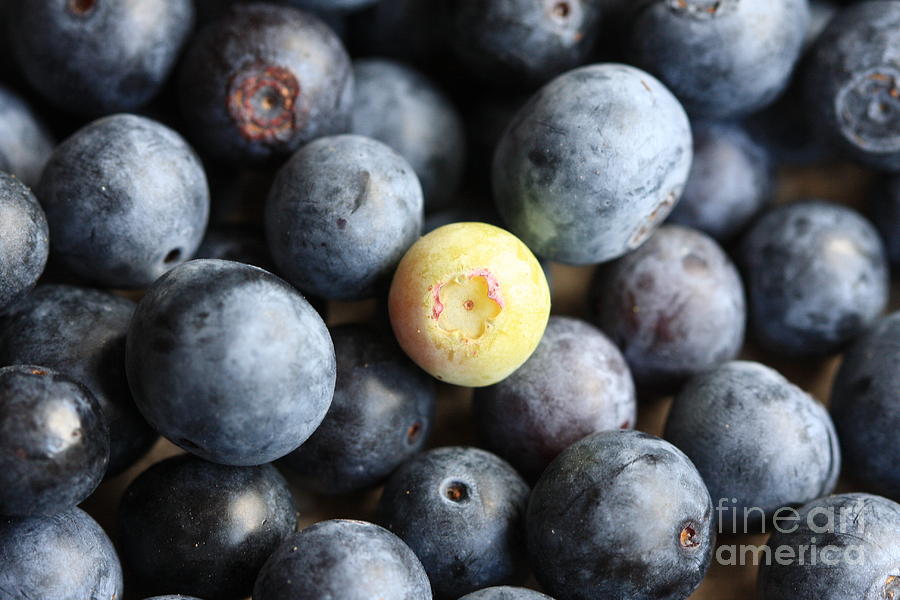 One Sour Berry Photograph