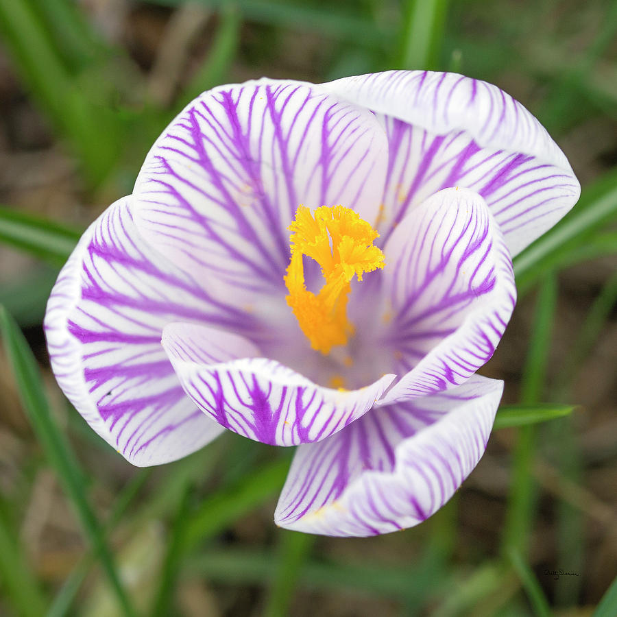 Spring Photograph - One Spring Crocus by Betty Denise