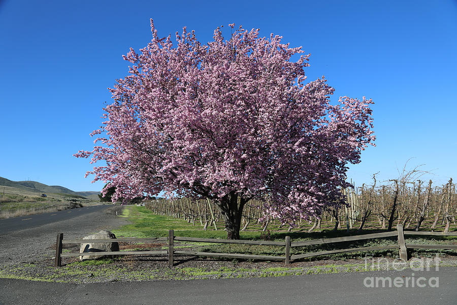 One Spring Pink Tree Photograph by Carol Groenen