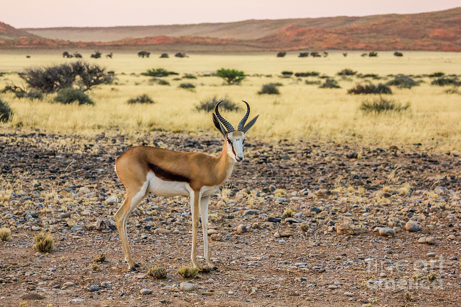 one Springbok Namibia Photograph by Benny Marty - Fine Art America