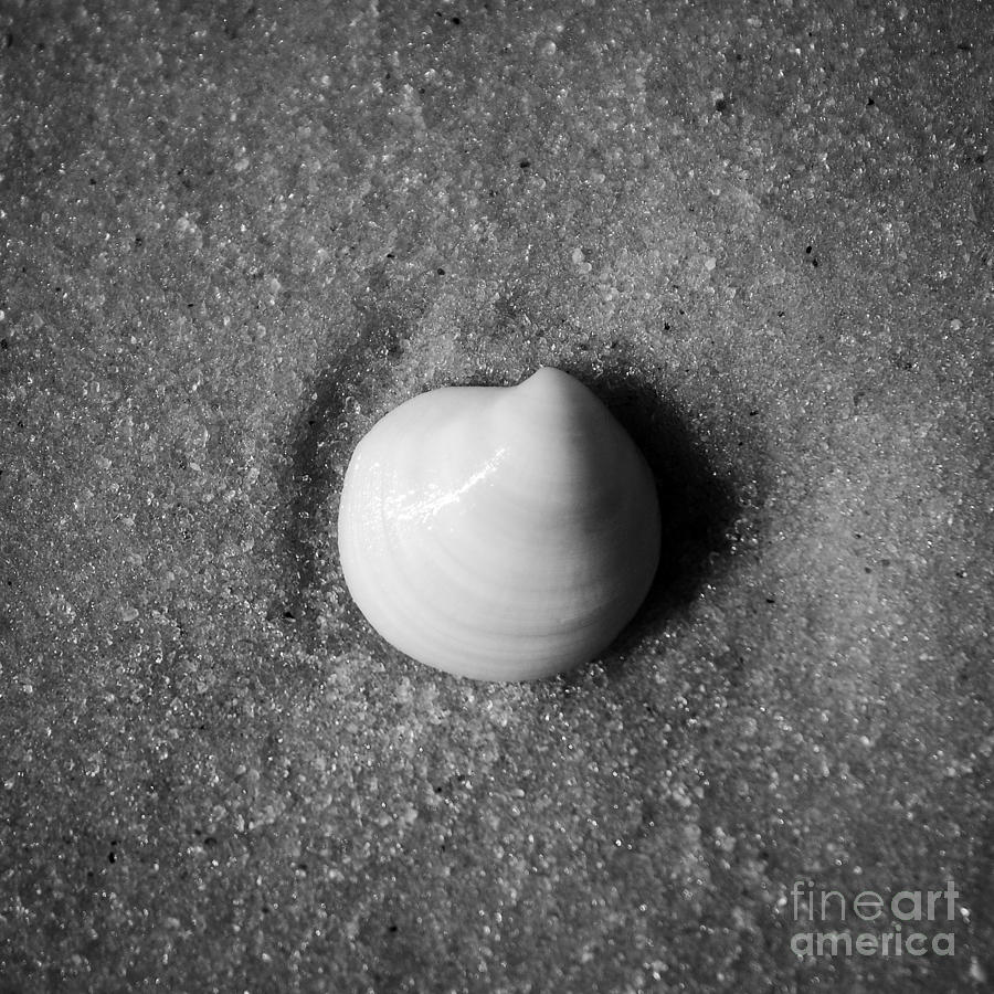 One Striped Pastel Sea Shell Macro on Fine Wet Sand Square Format Black and White Photograph by Shawn OBrien