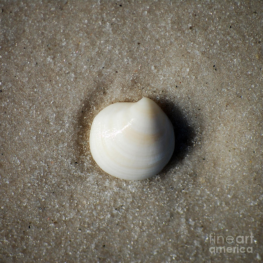 One Striped Pastel Sea Shell Macro on Fine Wet Sand Square Format Photograph by Shawn OBrien