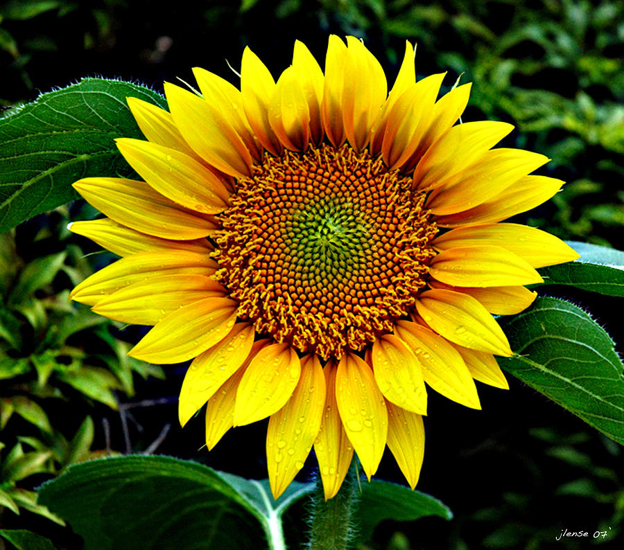 One Sunflower Photograph by JoAnn Lense