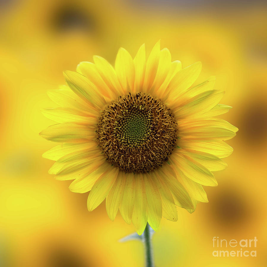 One Sunflower Photograph