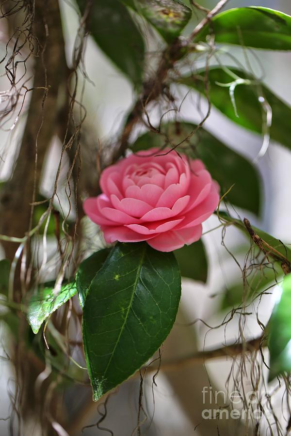 One Sweet Camellia Photograph by Carol Groenen