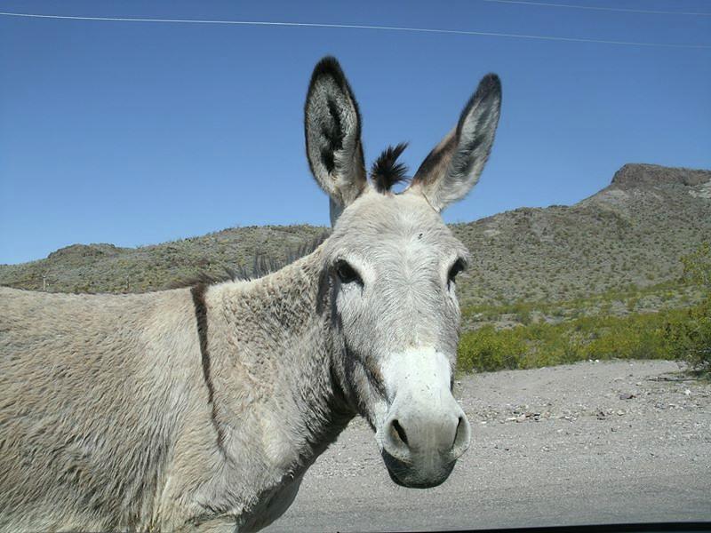 One Sweet Donkey Photograph