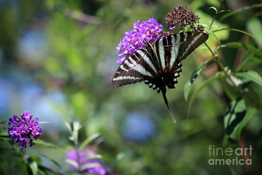 One Tailed Zebra Swallowtail Butterfly Photograph by Karen Adams