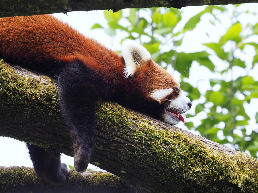 Sind embargo offer One Tired Red Panda Photograph by Darrell MacIver - Fine Art America