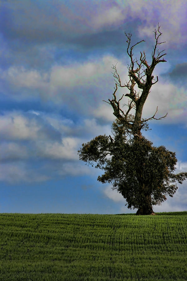 One Tree Hill Photograph by Douglas Barnard - Fine Art America
