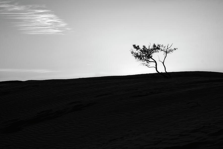 One Tree Hill in Black and White Photograph by Catherine Reading