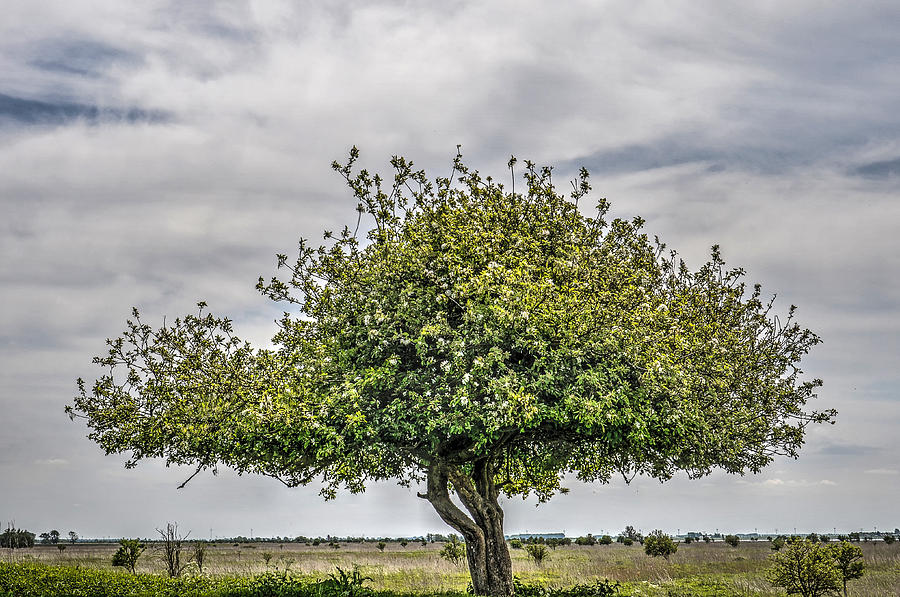 One Tree Hill On Tiengemeten Island Photograph by Frans Blok