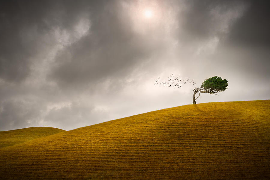 Tree Photograph - One Tree Hill by Peter Elgar