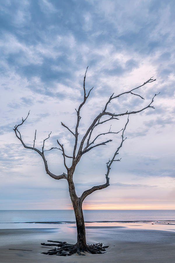 One Tree in Jekyll Photograph by Jon Glaser