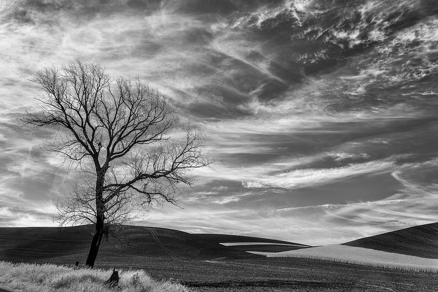 Black And White Photograph - One Tree on the Hill by Jon Glaser