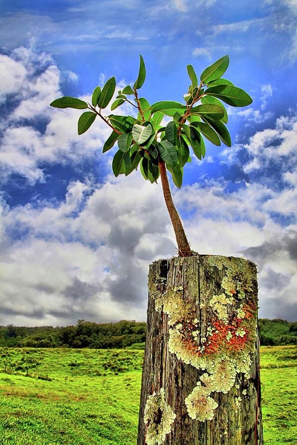 One Tree One Post Photograph by DJ Florek