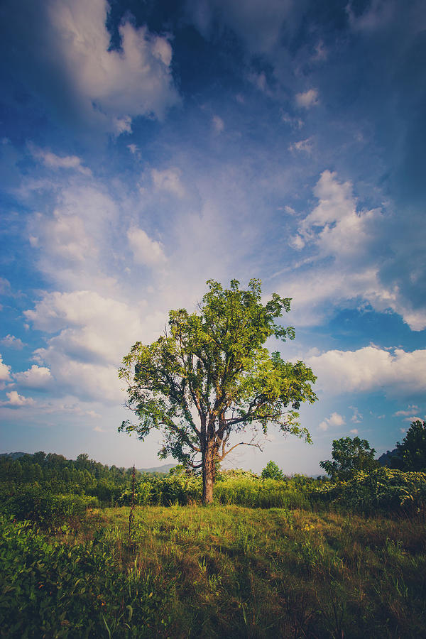 Summer Photograph - One Tree by Shane Holsclaw