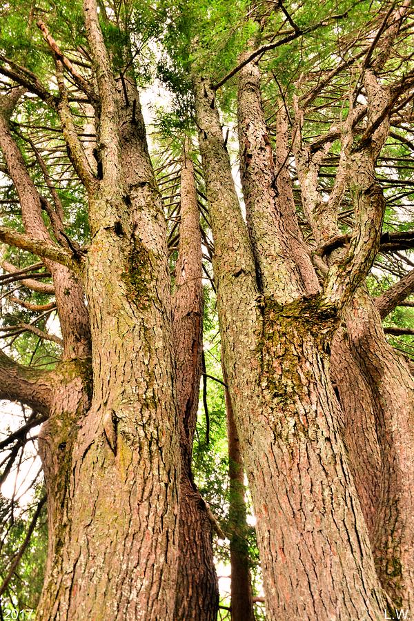 One Tree Six Trunks Photograph by Lisa Wooten