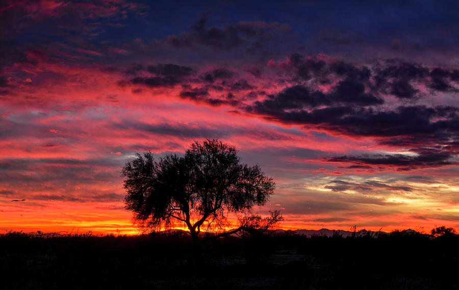 One Tree Sunset  Photograph by Saija Lehtonen