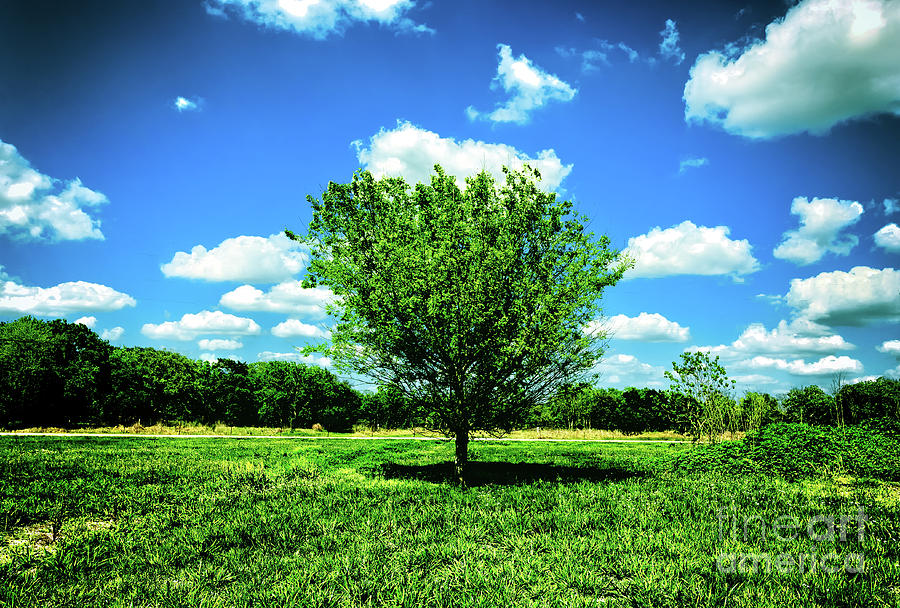 One Tree Under Heaven Photograph by JB Thomas