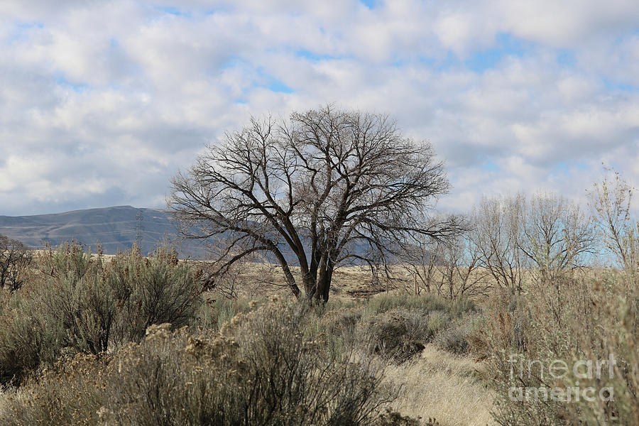 One Tree with Sagebrush and Hillss Photograph by Carol Groenen