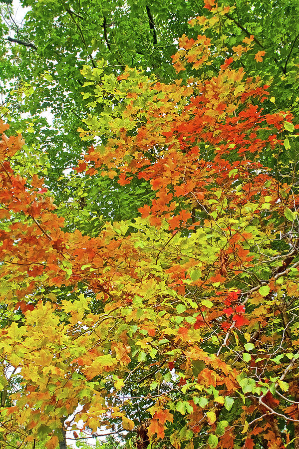One Tree with Variety of Leaf Colors along Trail to North Beach Park in Ottawa County, Michiga Photograph by Ruth Hager