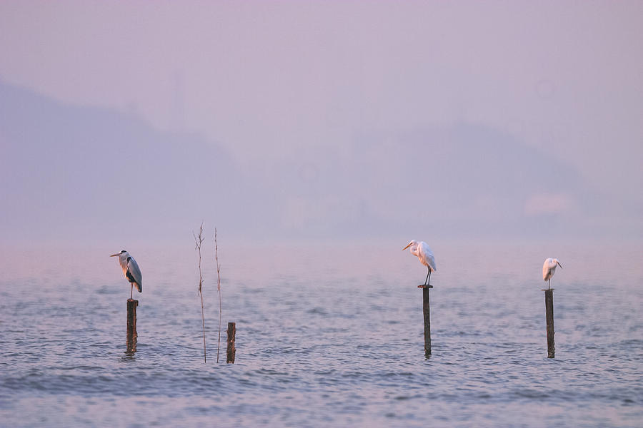 Heron Photograph - One Two Three by Kam Chuen Dung
