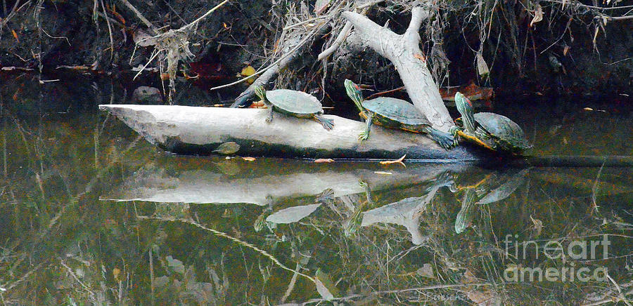 Turtle Photograph - One Two Three Little Turtles by Debby Pueschel
