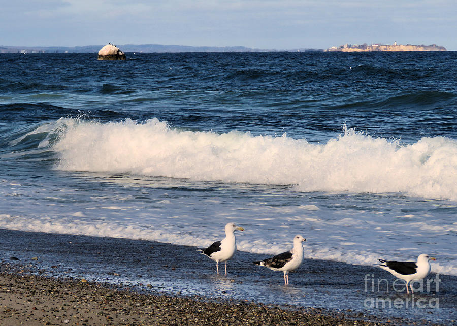 One Two Three Seagulls Photograph by Janice Drew